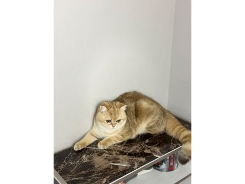 Safkan british shorthair