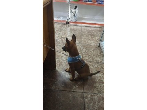 Eğitimli aşıları tam a kalite malinois