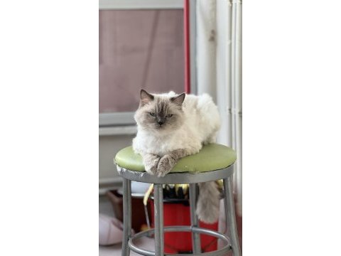 Dişi ragdoll kedime eş arıyorum