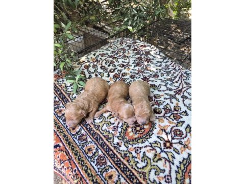 Maltipoo yavrularımız