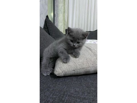 Kaliteli sağlıklı british shorthair yavrular