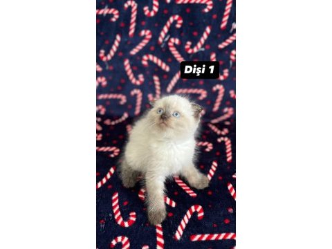8 tane biblo scottish fold yavrularımız