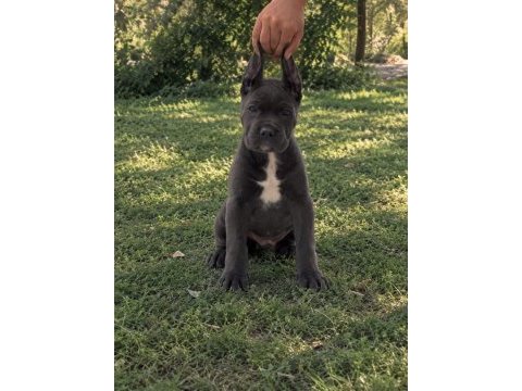 Harika anatomi cane corso yavrular