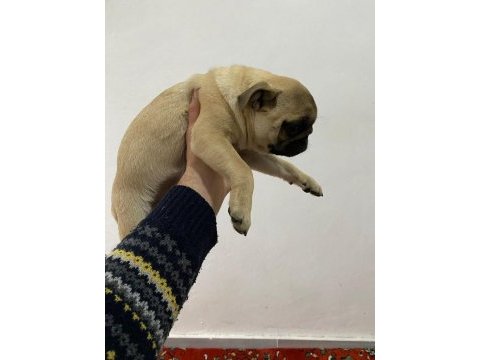 4 adet 3 aylık dişi pug