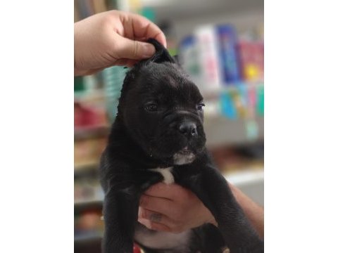 Cane corso puppy