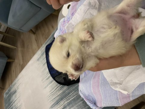 Pomeranian boo yavrular