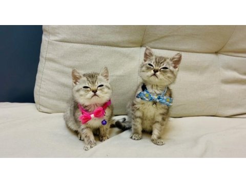 British shorthair yavru kediler