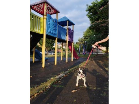 Oğlumuza eşleştirmeye güzel köpek lazım