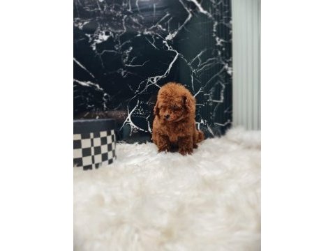 Poodle yavrumuz için iletişime geçebilirsiniz