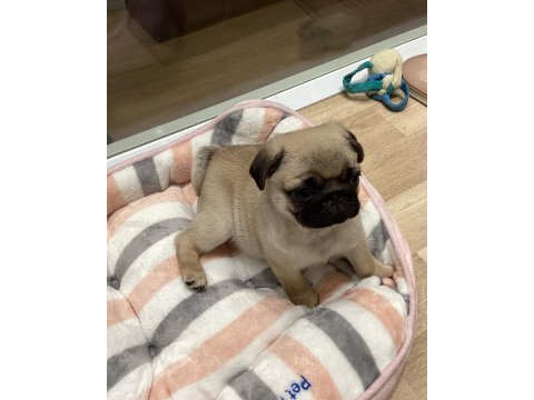 Dünya tatlısı pug yavruları