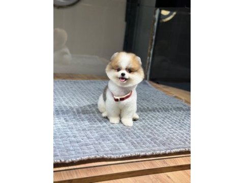 Sağlık ve ırk garantili pomeranian köpeği