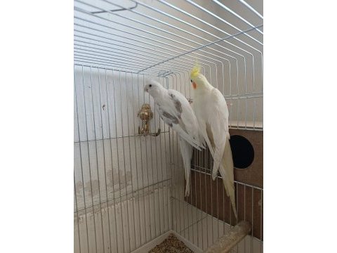 Sağlıklı çift sultan papağanı
