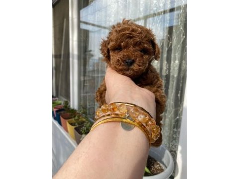 Kore kan erkek poodle yavrumuz yeni yuvasını arıyor