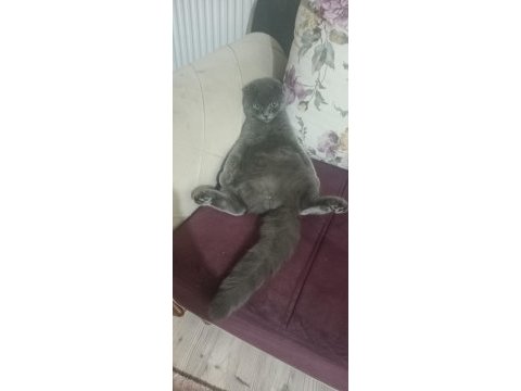 Uysal scottish fold kedim
