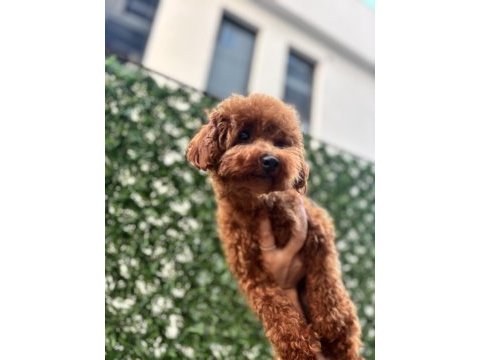 Korea teacup biblo poodle