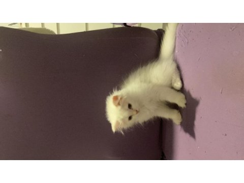 Safkan british longhair