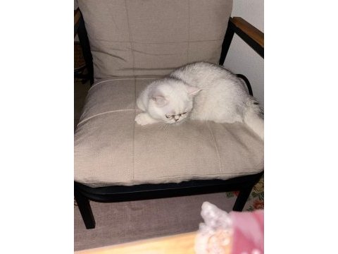 British shorthair erkek 1 yaşında