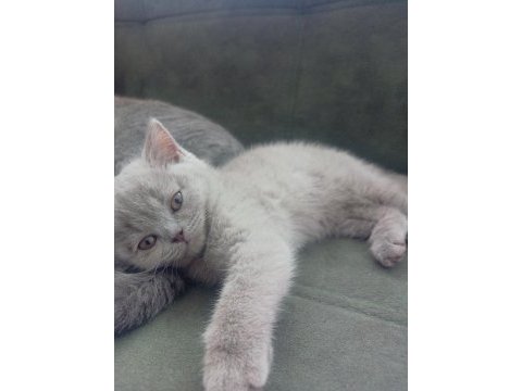 Güzel british shorthair kızım