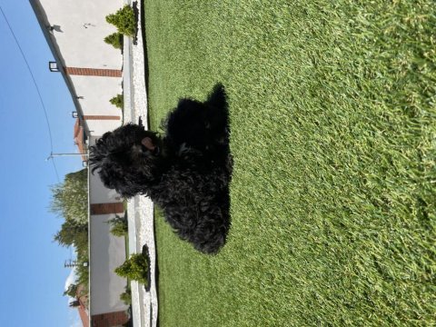 Kahve ve siyah poodle