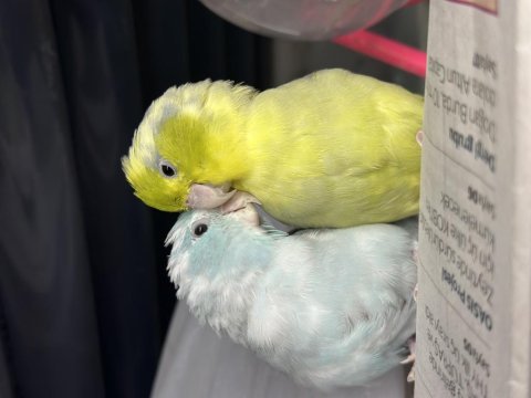 Hazır takım forpus papağanı
