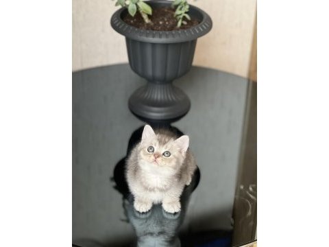 Evinizin neşesi olacak british shorthair silver