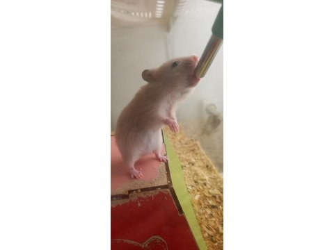 Suriye hamster yavru ve sağlıklı