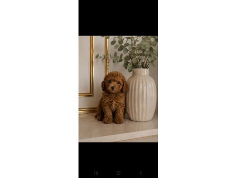 Tatlı mınık köpekler