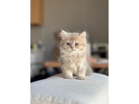 A kalite ayı surat gold british shorthair yavrular
