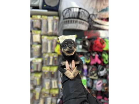 2 aylık 3 tane dişi pinscher