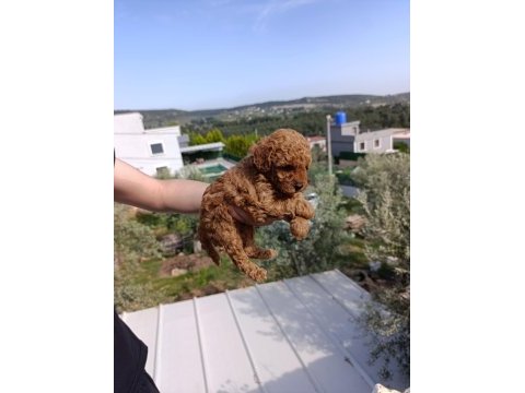 Toy poodle safkan yavrular izmir