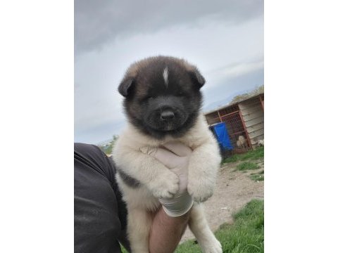 American akita sağlıklı köpeğimiz