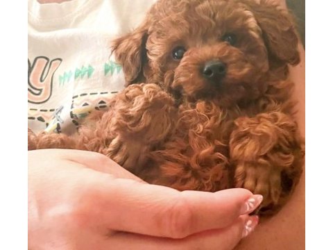 Toy poodle köpekler