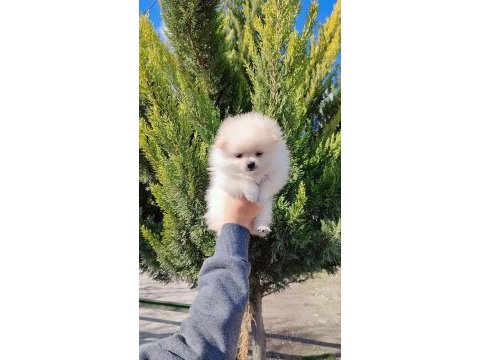 66 günlük pomeranian köpeği