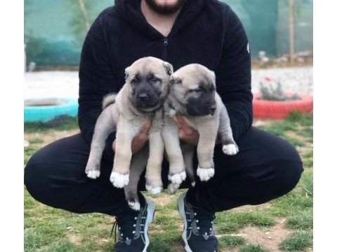 Irk garantili sağlam kangal yavruları