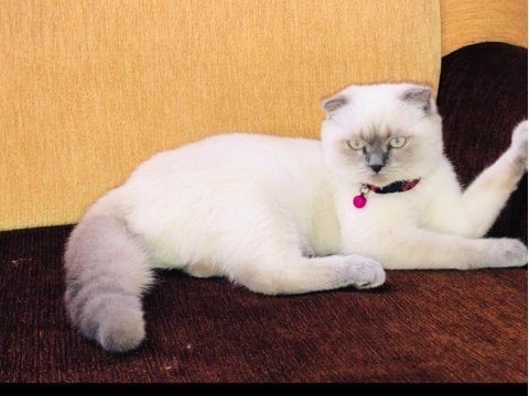 Güzeller güzeli şila british longhair