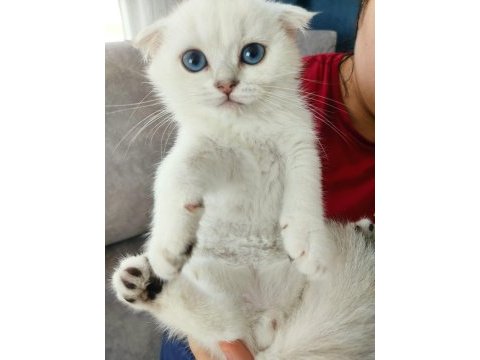 Safkan scottish fold erkek yavru