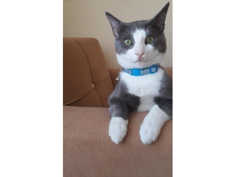 Ücretsiz kedi sahiplendirme
