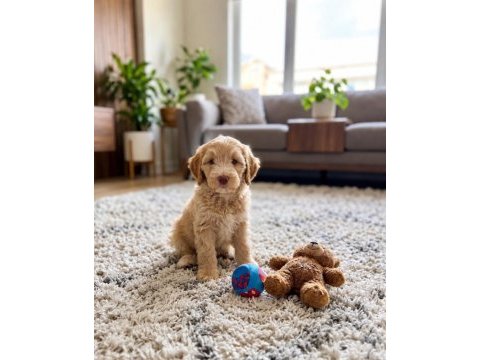 Maltipoo yavrular