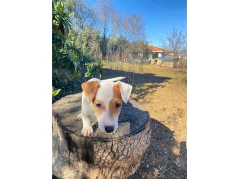 Irk ve sağlık garanti orjinal jack russell