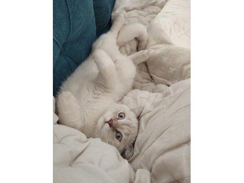 7 aylık oyuncu erkek acil british shorthair