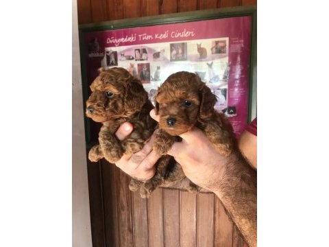 Poodle yavruları ücretsiz değildir