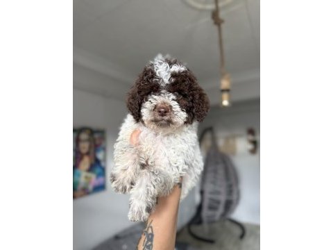 Minyatür poodle uygun