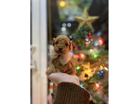 Yılbaşı çiçeklerimiz toy poodle bebekler
