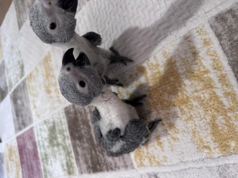 Çok tatlı yavru jako papağanı bebek