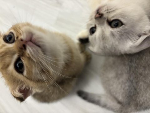 Turuncu scottish fold