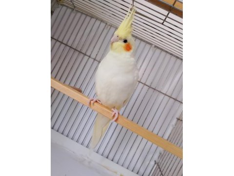 Sultan papağanı 5 aylık