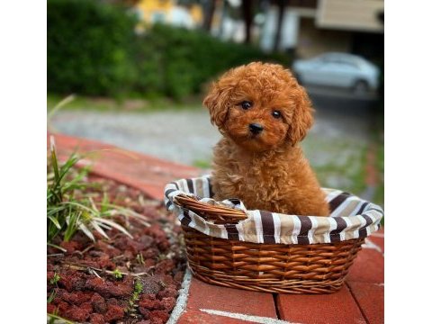 Toy poodle yavrular aynı gün gönderim kapıda ödeme