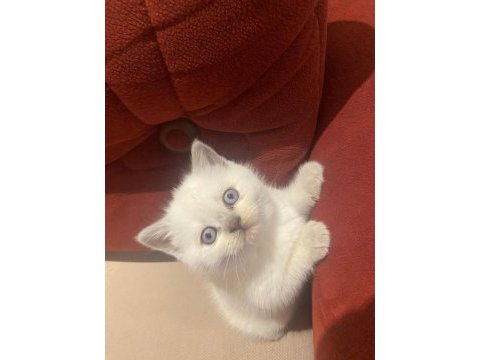 Blue point british shorthair