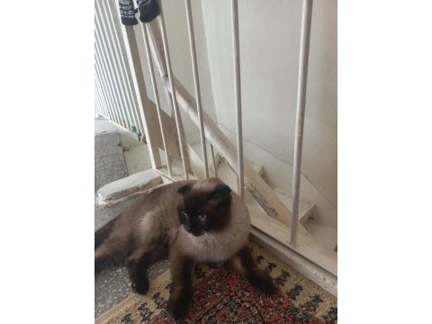 Scottish fold beyaz gri