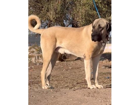 Safkan kangal yavruları